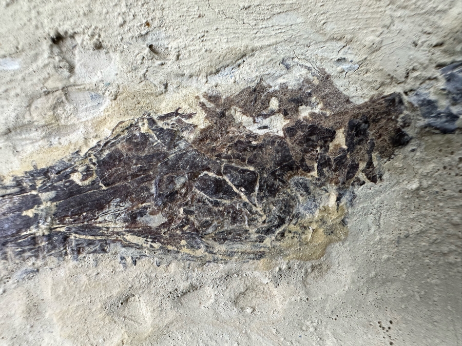 Ancient Mesosaurus Fossil From The Permian Period Approximately 270 Million Years Old From Brazil With Display Case And Acrylic Top [Photo 19]