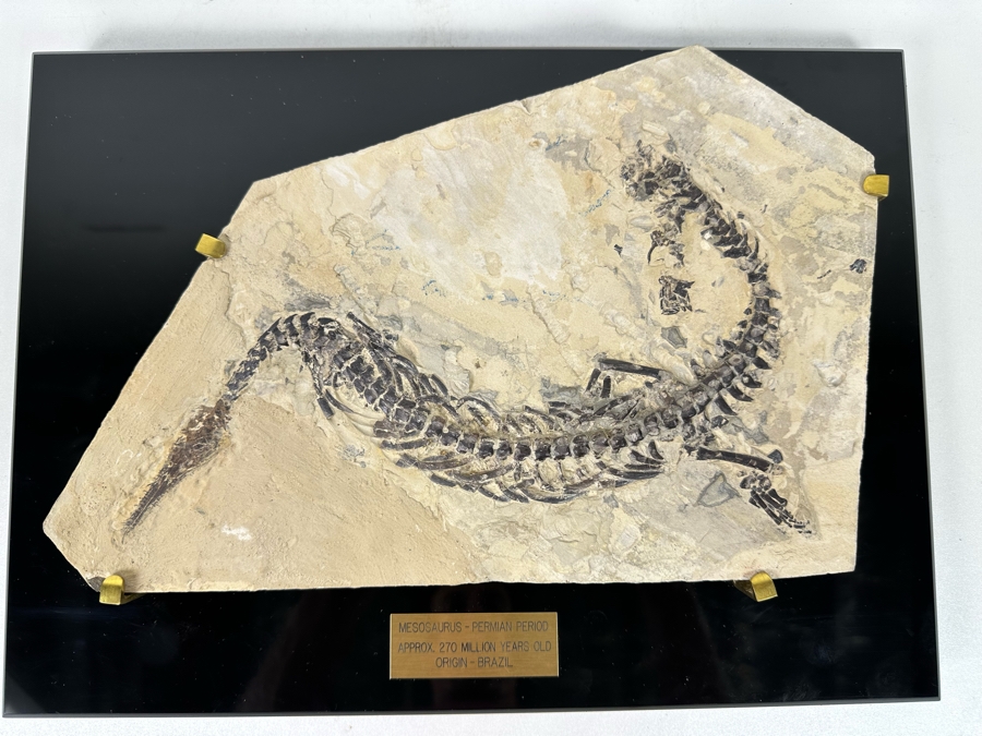 Ancient Mesosaurus Fossil From The Permian Period Approximately 270 ...