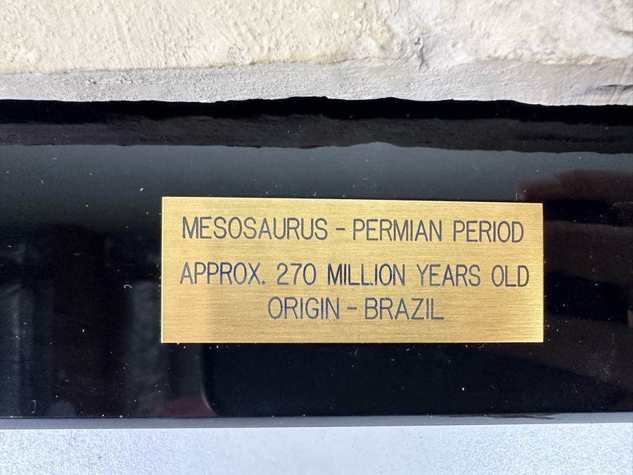 Ancient Mesosaurus Fossil From The Permian Period Approximately 270 Million Years Old From Brazil With Display Case And Acrylic Top [Photo 7]