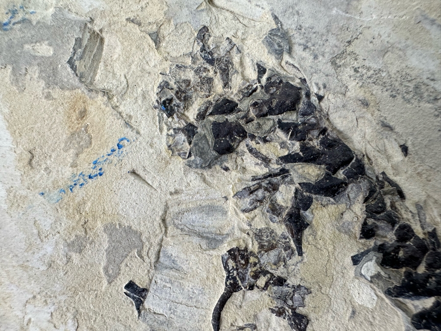 Ancient Mesosaurus Fossil From The Permian Period Approximately 270 Million Years Old From Brazil With Display Case And Acrylic Top [Photo 12]