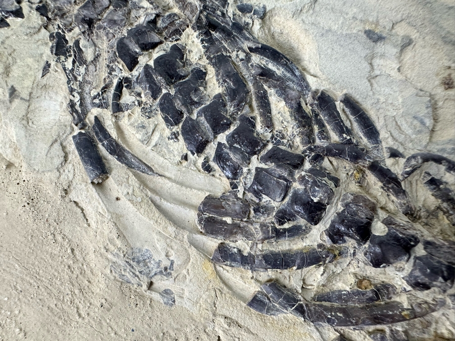 Ancient Mesosaurus Fossil From The Permian Period Approximately 270 ...