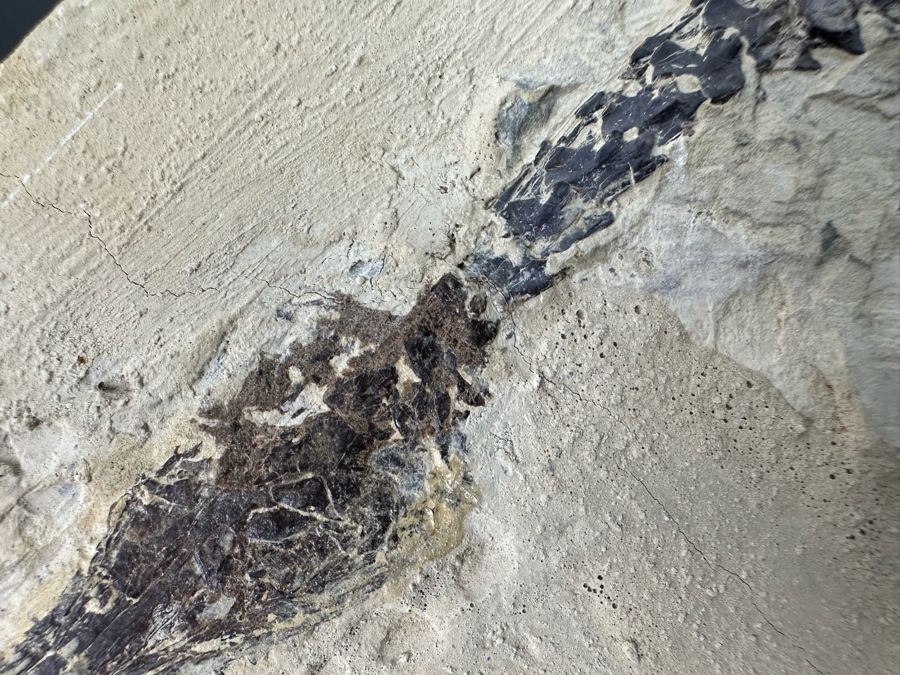 Ancient Mesosaurus Fossil From The Permian Period Approximately 270 Million Years Old From Brazil With Display Case And Acrylic Top [Photo 16]