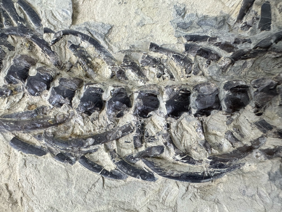 Ancient Mesosaurus Fossil From The Permian Period Approximately 270 Million Years Old From Brazil With Display Case And Acrylic Top [Photo 13]