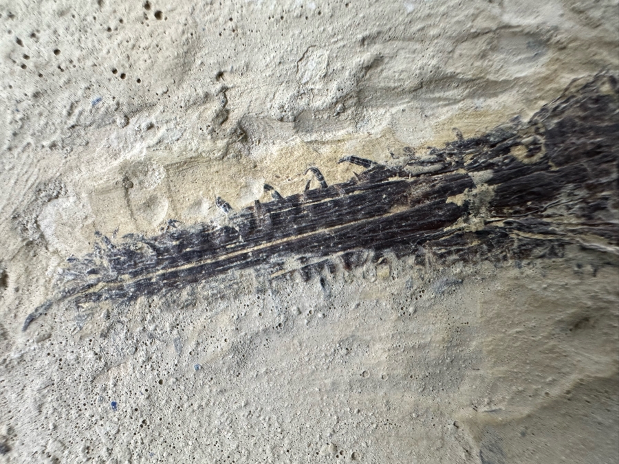 Ancient Mesosaurus Fossil From The Permian Period Approximately 270 Million Years Old From Brazil With Display Case And Acrylic Top [Photo 18]
