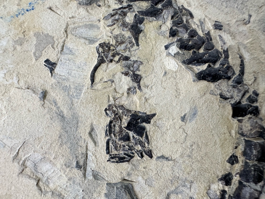 Ancient Mesosaurus Fossil From The Permian Period Approximately 270 Million Years Old From Brazil With Display Case And Acrylic Top [Photo 11]