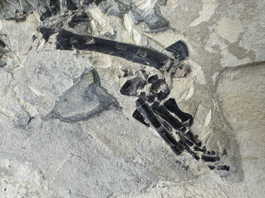 Ancient Mesosaurus Fossil From The Permian Period Approximately 270 ...