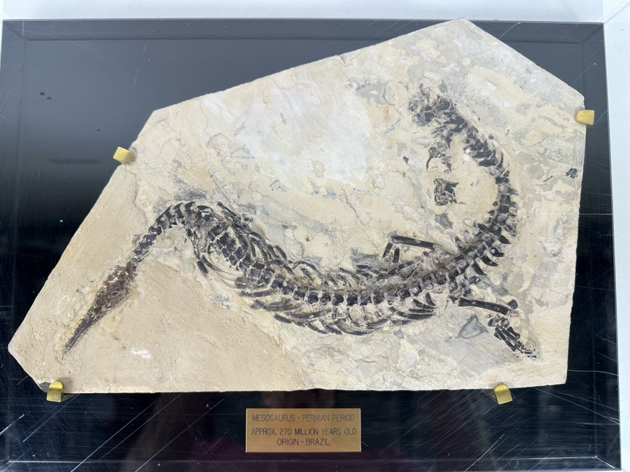 Ancient Mesosaurus Fossil From The Permian Period Approximately 270 Million Years Old From Brazil With Display Case And Acrylic Top [Photo 3]