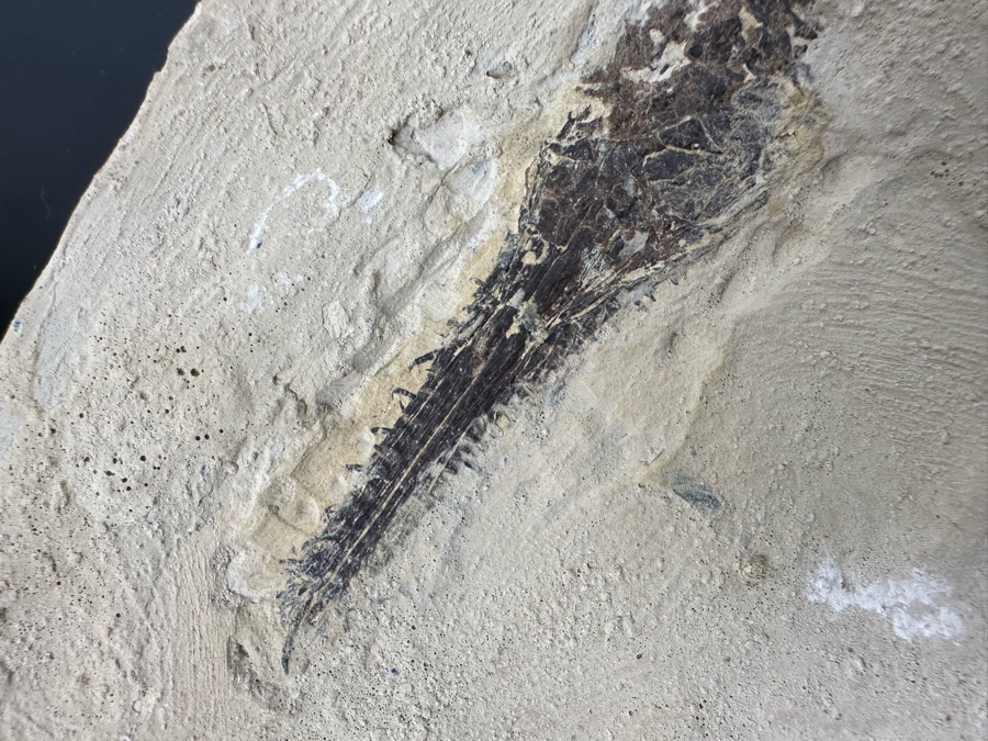 Ancient Mesosaurus Fossil From The Permian Period Approximately 270 Million Years Old From Brazil With Display Case And Acrylic Top [Photo 17]