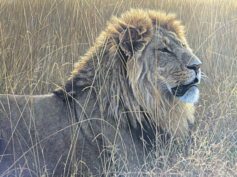Robert Bateman Vintage 1985 Hand Signed Limited Edition Print Titled Lions In The Grass Numbered 245 Of 950 33 X 20 Paper Measures 37 X 24 [Photo 11]