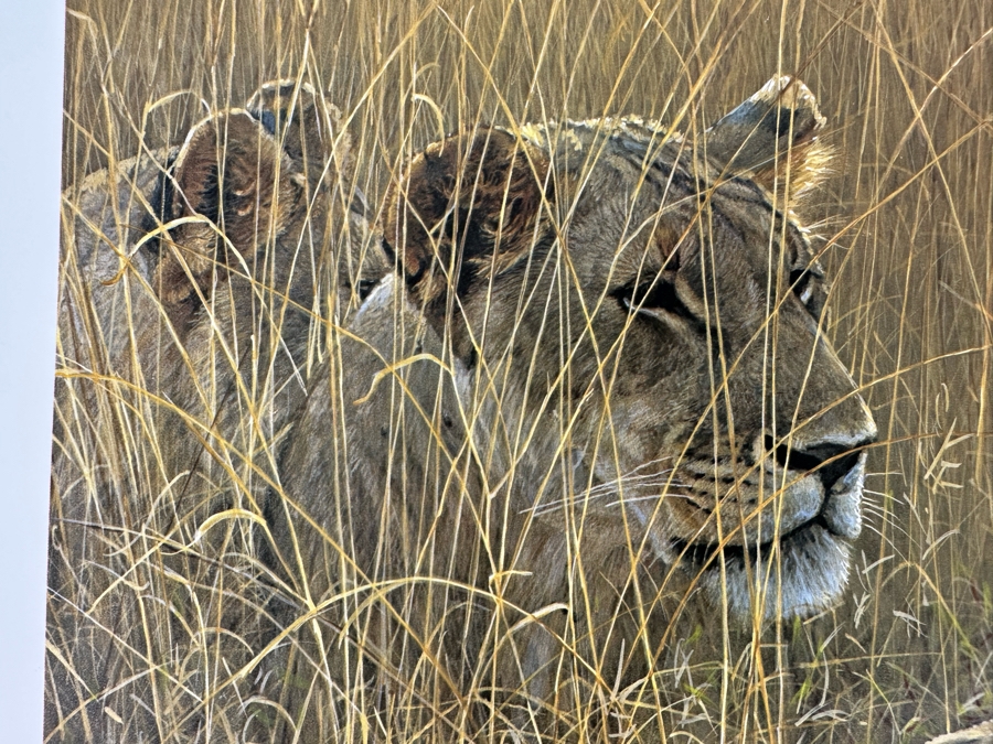 Robert Bateman Vintage 1985 Hand Signed Limited Edition Print Titled Lions In The Grass Numbered 245 Of 950 33 X 20 Paper Measures 37 X 24 [Photo 12]