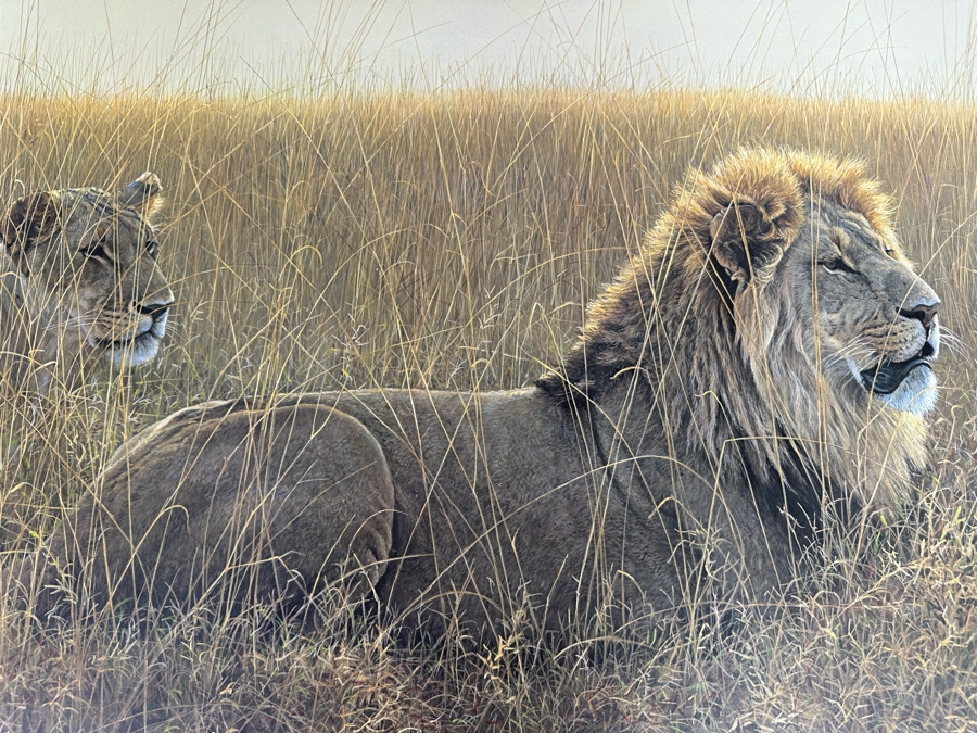 Robert Bateman Vintage 1985 Hand Signed Limited Edition Print Titled Lions In The Grass Numbered 245 Of 950 33 X 20 Paper Measures 37 X 24 [Photo 10]