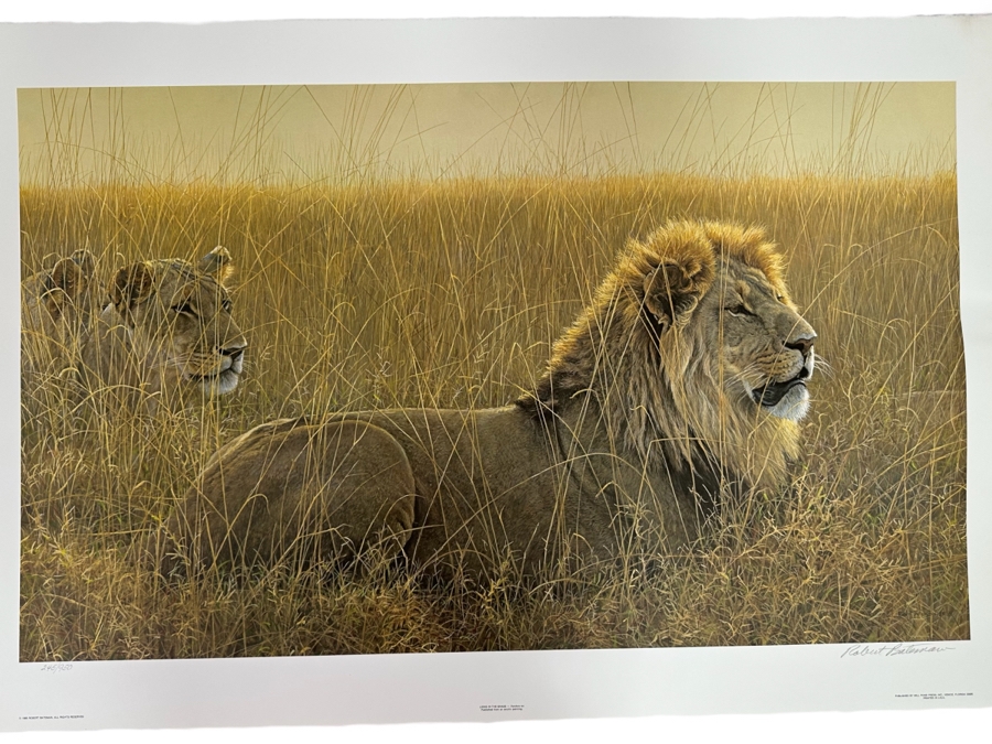 Robert Bateman Vintage 1985 Hand Signed Limited Edition Print Titled Lions In The Grass Numbered 245 Of 950 33 X 20 Paper Measures 37 X 24 [Photo 1]