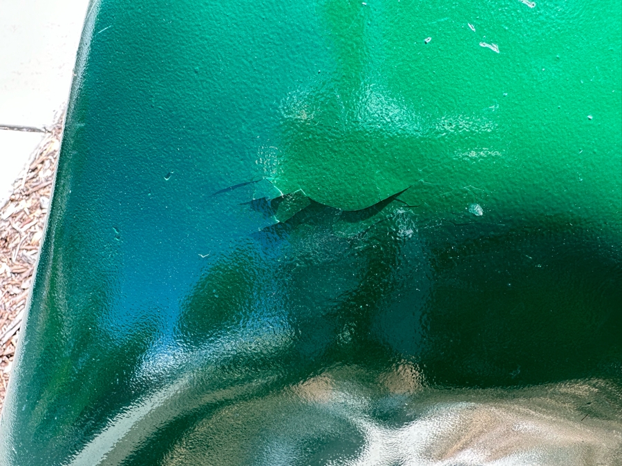 Sinclair Dino Dinosaur Gasoline Fiberglass Statue Automotive Man Cave Advertising Item 102'L X 24'W X 48'H [Photo 12]