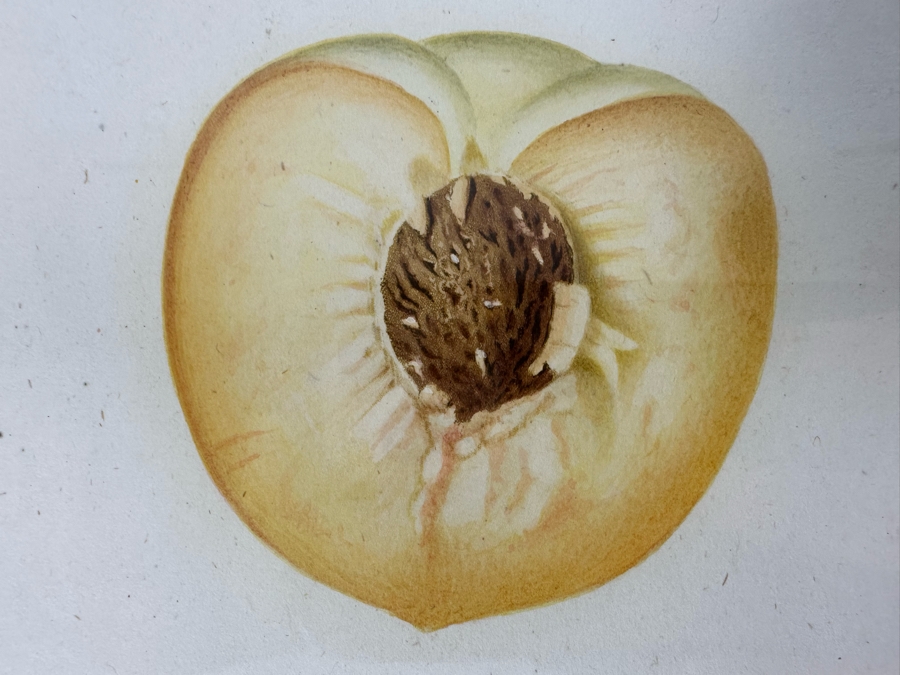 Giorgio Gallesio (1772-1839, Italian Botanist) Pomona Italiana, Ossia Trattato Degli Alberi Fruttiferi (Treatise On Fruit Trees) Original Antique Hand-Colored Engraving From Folio Incl Text Describing Fruit Framed 13.5 X 19 Dated 1829 RARE $600+ [Photo 8]