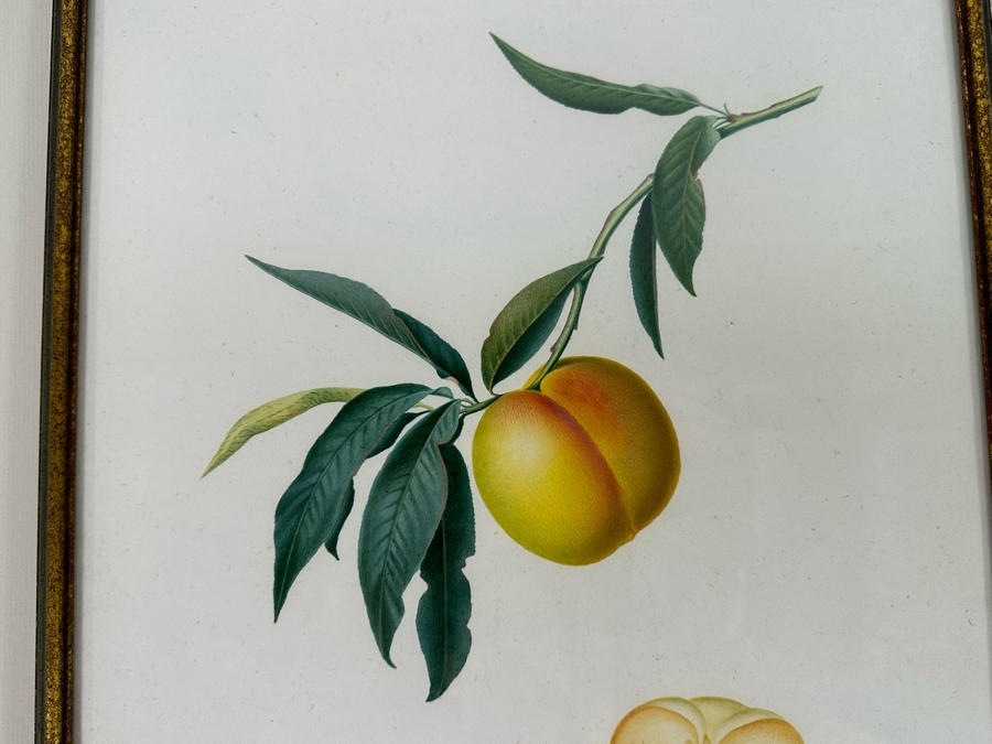 Giorgio Gallesio (1772-1839, Italian Botanist) Pomona Italiana, Ossia Trattato Degli Alberi Fruttiferi (Treatise On Fruit Trees) Original Antique Hand-Colored Engraving From Folio Incl Text Describing Fruit Framed 13.5 X 19 Dated 1829 RARE $600+ [Photo 5]