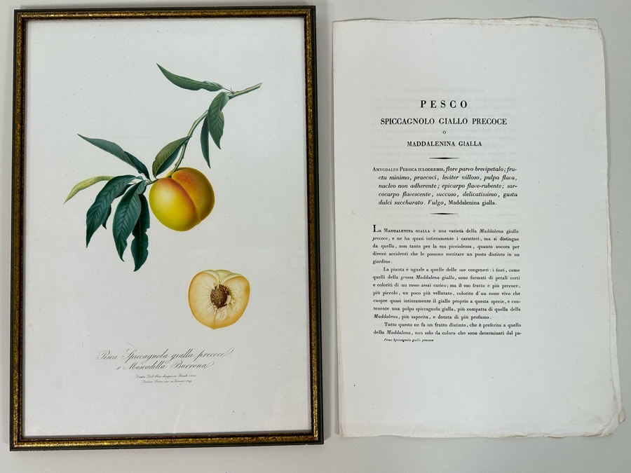 Giorgio Gallesio (1772-1839, Italian Botanist) Pomona Italiana, Ossia Trattato Degli Alberi Fruttiferi (Treatise On Fruit Trees) Original Antique Hand-Colored Engraving From Folio Incl Text Describing Fruit Framed 13.5 X 19 Dated 1829 RARE $600+ [Photo 2]