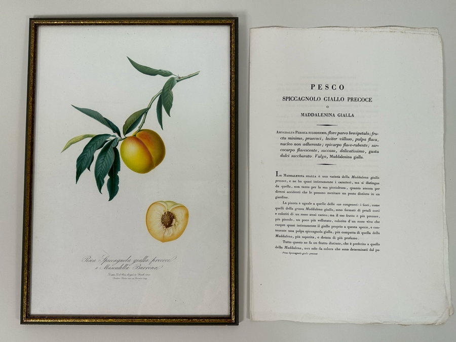 Giorgio Gallesio (1772-1839, Italian Botanist) Pomona Italiana, Ossia Trattato Degli Alberi Fruttiferi (Treatise On Fruit Trees) Original Antique Hand-Colored Engraving From Folio Incl Text Describing Fruit Framed 13.5 X 19 Dated 1829 RARE $600+ [Photo 3]
