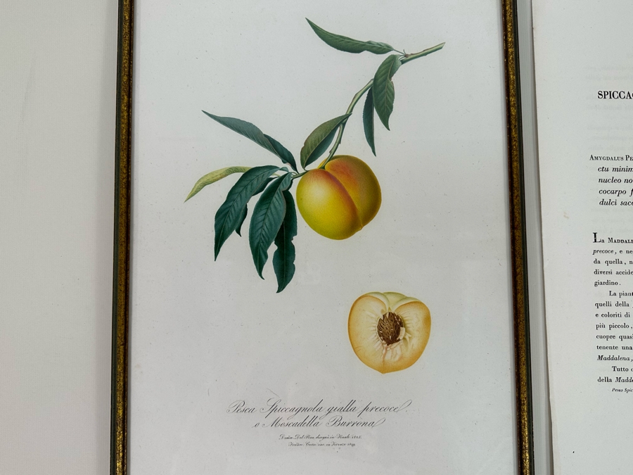 Giorgio Gallesio (1772-1839, Italian Botanist) Pomona Italiana, Ossia Trattato Degli Alberi Fruttiferi (Treatise On Fruit Trees) Original Antique Hand-Colored Engraving From Folio Incl Text Describing Fruit Framed 13.5 X 19 Dated 1829 RARE $600+ [Photo 4]