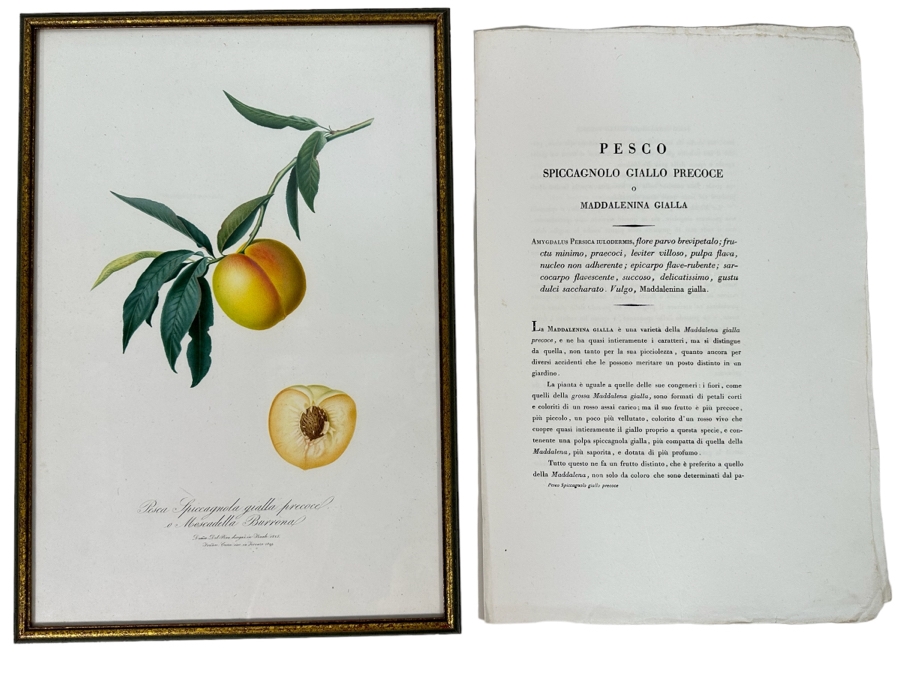 Giorgio Gallesio (1772-1839, Italian Botanist) Pomona Italiana, Ossia Trattato Degli Alberi Fruttiferi (Treatise On Fruit Trees) Original Antique Hand-Colored Engraving From Folio Incl Text Describing Fruit Framed 13.5 X 19 Dated 1829 RARE $600+