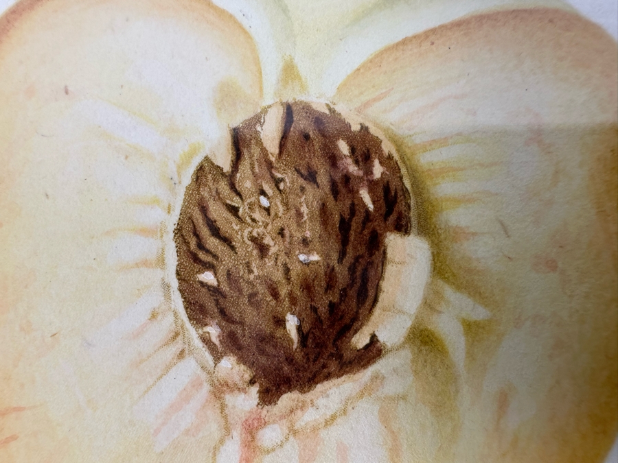 Giorgio Gallesio (1772-1839, Italian Botanist) Pomona Italiana, Ossia Trattato Degli Alberi Fruttiferi (Treatise On Fruit Trees) Original Antique Hand-Colored Engraving From Folio Incl Text Describing Fruit Framed 13.5 X 19 Dated 1829 RARE $600+ [Photo 9]