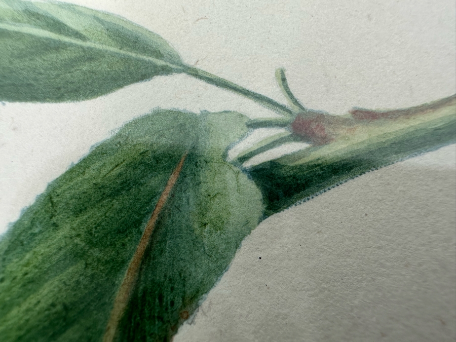 Giorgio Gallesio (1772-1839, Italian Botanist) Pomona Italiana, Ossia Trattato Degli Alberi Fruttiferi (Treatise On Fruit Trees) Original Antique Hand-Colored Engraving From Folio Incl Text Describing Fruit Framed 13.5 X 19 Dated 1829 RARE $600+ [Photo 13]