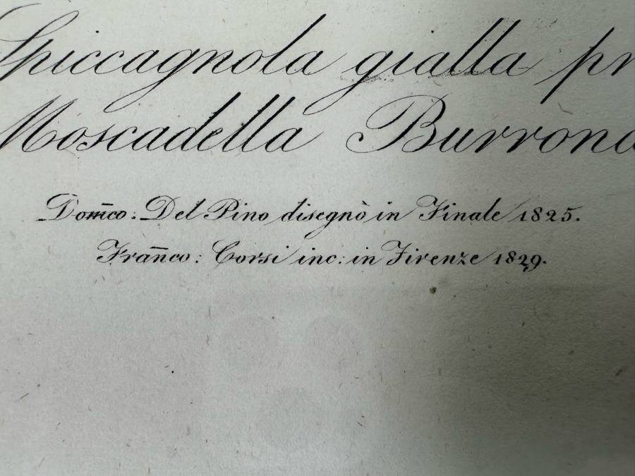 Giorgio Gallesio (1772-1839, Italian Botanist) Pomona Italiana, Ossia Trattato Degli Alberi Fruttiferi (Treatise On Fruit Trees) Original Antique Hand-Colored Engraving From Folio Incl Text Describing Fruit Framed 13.5 X 19 Dated 1829 RARE $600+ [Photo 12]