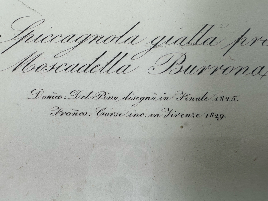 Giorgio Gallesio (1772-1839, Italian Botanist) Pomona Italiana, Ossia Trattato Degli Alberi Fruttiferi (Treatise On Fruit Trees) Original Antique Hand-Colored Engraving From Folio Incl Text Describing Fruit Framed 13.5 X 19 Dated 1829 RARE $600+ [Photo 11]