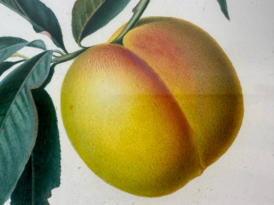 Giorgio Gallesio (1772-1839, Italian Botanist) Pomona Italiana, Ossia Trattato Degli Alberi Fruttiferi (Treatise On Fruit Trees) Original Antique Hand-Colored Engraving From Folio Incl Text Describing Fruit Framed 13.5 X 19 Dated 1829 RARE $600+ [Photo 6]