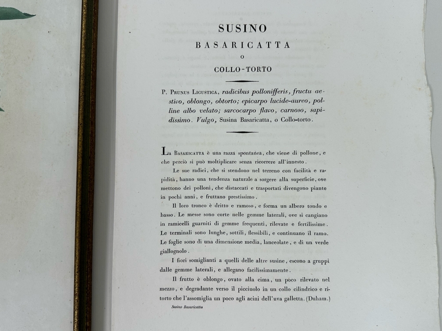 Giorgio Gallesio (1772-1839, Italian Botanist) Pomona Italiana, Ossia Trattato Degli Alberi Fruttiferi (Treatise On Fruit Trees) Original Antique Hand-Colored Engraving From Folio Incl Text Describing Fruit Framed 13.5 X 19 RARE $600+ [Photo 15]