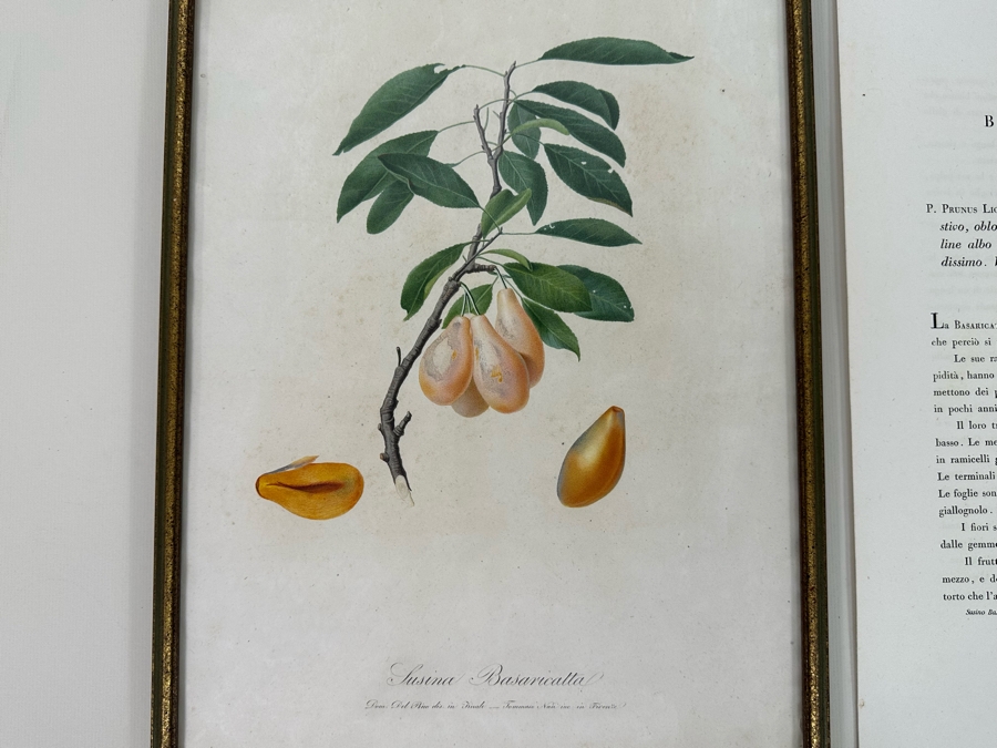 Giorgio Gallesio (1772-1839, Italian Botanist) Pomona Italiana, Ossia Trattato Degli Alberi Fruttiferi (Treatise On Fruit Trees) Original Antique Hand-Colored Engraving From Folio Incl Text Describing Fruit Framed 13.5 X 19 RARE $600+ [Photo 4]