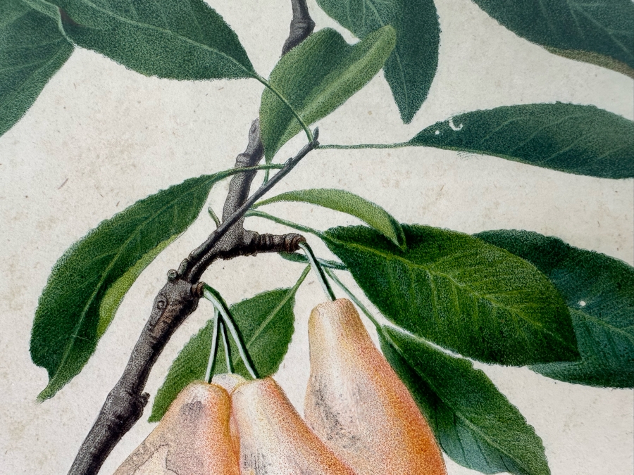 Giorgio Gallesio (1772-1839, Italian Botanist) Pomona Italiana, Ossia Trattato Degli Alberi Fruttiferi (Treatise On Fruit Trees) Original Antique Hand-Colored Engraving From Folio Incl Text Describing Fruit Framed 13.5 X 19 RARE $600+ [Photo 8]