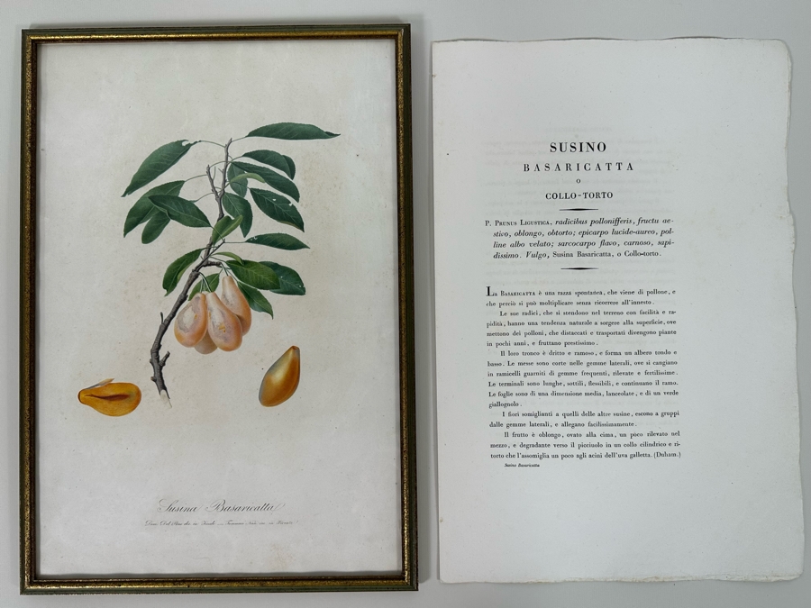 Giorgio Gallesio (1772-1839, Italian Botanist) Pomona Italiana, Ossia Trattato Degli Alberi Fruttiferi (Treatise On Fruit Trees) Original Antique Hand-Colored Engraving From Folio Incl Text Describing Fruit Framed 13.5 X 19 RARE $600+ [Photo 3]
