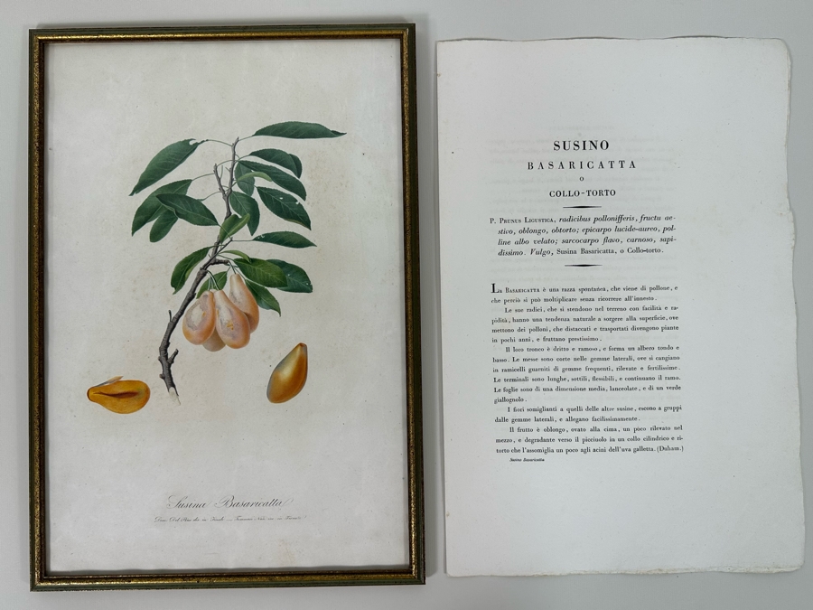 Giorgio Gallesio (1772-1839, Italian Botanist) Pomona Italiana, Ossia Trattato Degli Alberi Fruttiferi (Treatise On Fruit Trees) Original Antique Hand-Colored Engraving From Folio Incl Text Describing Fruit Framed 13.5 X 19 RARE $600+ [Photo 2]