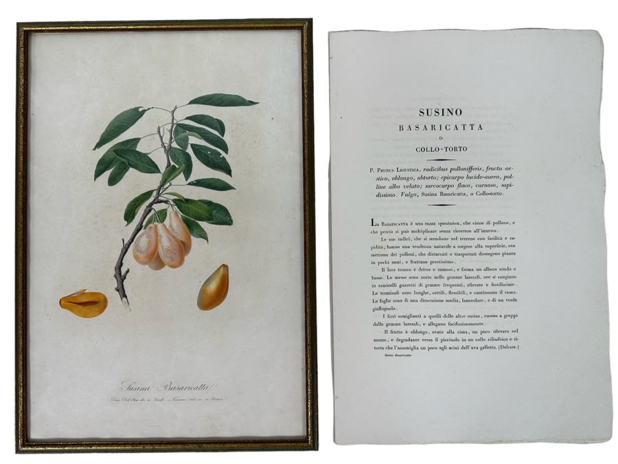 Giorgio Gallesio (1772-1839, Italian Botanist) Pomona Italiana, Ossia Trattato Degli Alberi Fruttiferi (Treatise On Fruit Trees) Original Antique Hand-Colored Engraving From Folio Incl Text Describing Fruit Framed 13.5 X 19 RARE $600+ [Photo 1]