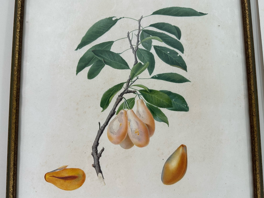 Giorgio Gallesio (1772-1839, Italian Botanist) Pomona Italiana, Ossia Trattato Degli Alberi Fruttiferi (Treatise On Fruit Trees) Original Antique Hand-Colored Engraving From Folio Incl Text Describing Fruit Framed 13.5 X 19 RARE $600+ [Photo 5]
