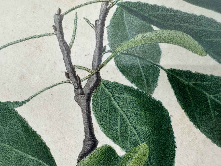 Giorgio Gallesio (1772-1839, Italian Botanist) Pomona Italiana, Ossia Trattato Degli Alberi Fruttiferi (Treatise On Fruit Trees) Original Antique Hand-Colored Engraving From Folio Incl Text Describing Fruit Framed 13.5 X 19 RARE $600+ [Photo 9]