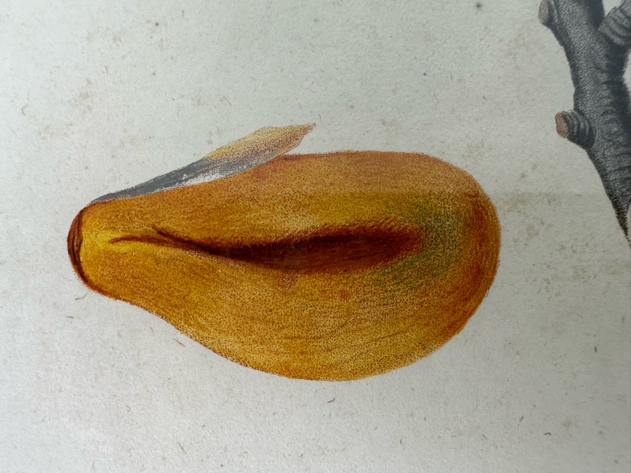 Giorgio Gallesio (1772-1839, Italian Botanist) Pomona Italiana, Ossia Trattato Degli Alberi Fruttiferi (Treatise On Fruit Trees) Original Antique Hand-Colored Engraving From Folio Incl Text Describing Fruit Framed 13.5 X 19 RARE $600+ [Photo 6]