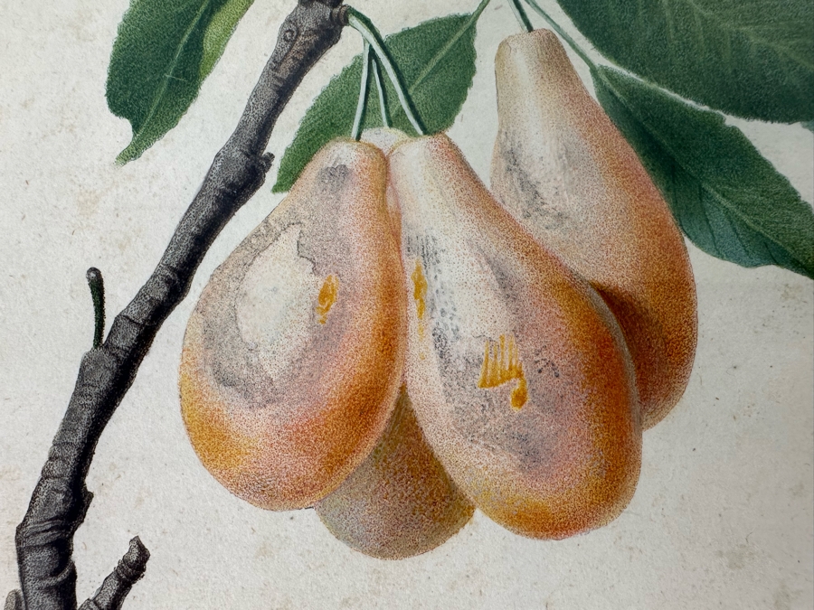 Giorgio Gallesio (1772-1839, Italian Botanist) Pomona Italiana, Ossia Trattato Degli Alberi Fruttiferi (Treatise On Fruit Trees) Original Antique Hand-Colored Engraving From Folio Incl Text Describing Fruit Framed 13.5 X 19 RARE $600+ [Photo 7]