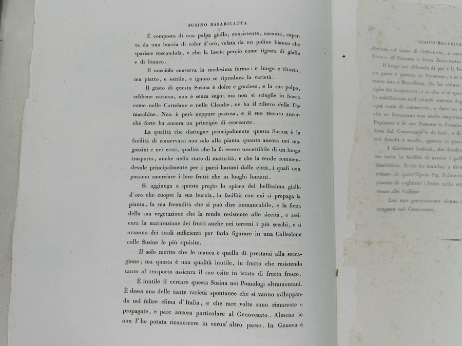 Giorgio Gallesio (1772-1839, Italian Botanist) Pomona Italiana, Ossia Trattato Degli Alberi Fruttiferi (Treatise On Fruit Trees) Original Antique Hand-Colored Engraving From Folio Incl Text Describing Fruit Framed 13.5 X 19 RARE $600+ [Photo 17]