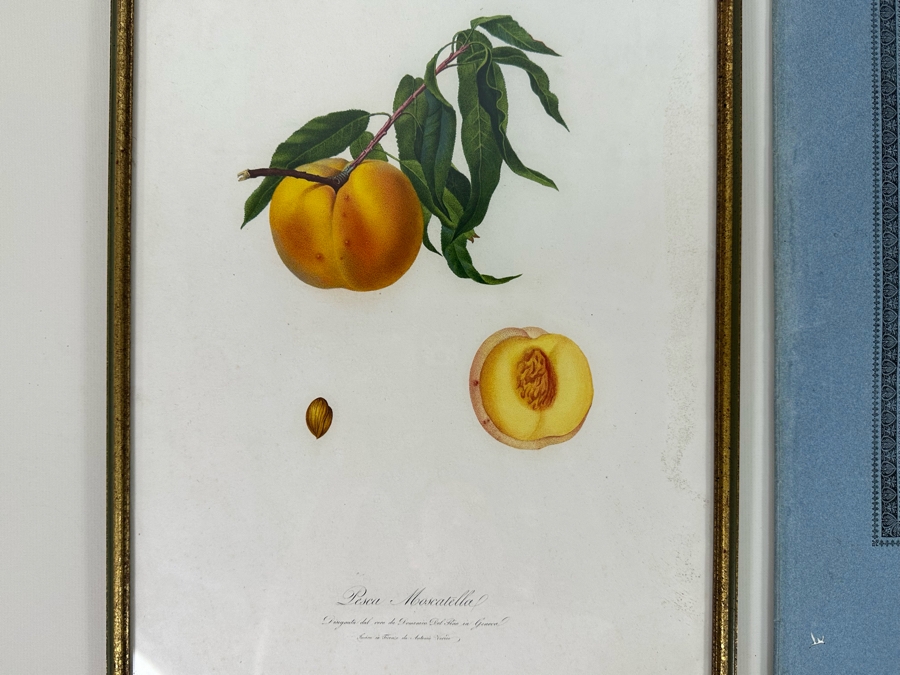 Giorgio Gallesio (1772-1839, Italian Botanist) Pomona Italiana, Ossia Trattato Degli Alberi Fruttiferi (Treatise On Fruit Trees) Original Antique Hand-Colored Engraving From Folio Incl Text Describing Fruit Framed 13.5 X 19 RARE $600+ [Photo 5]