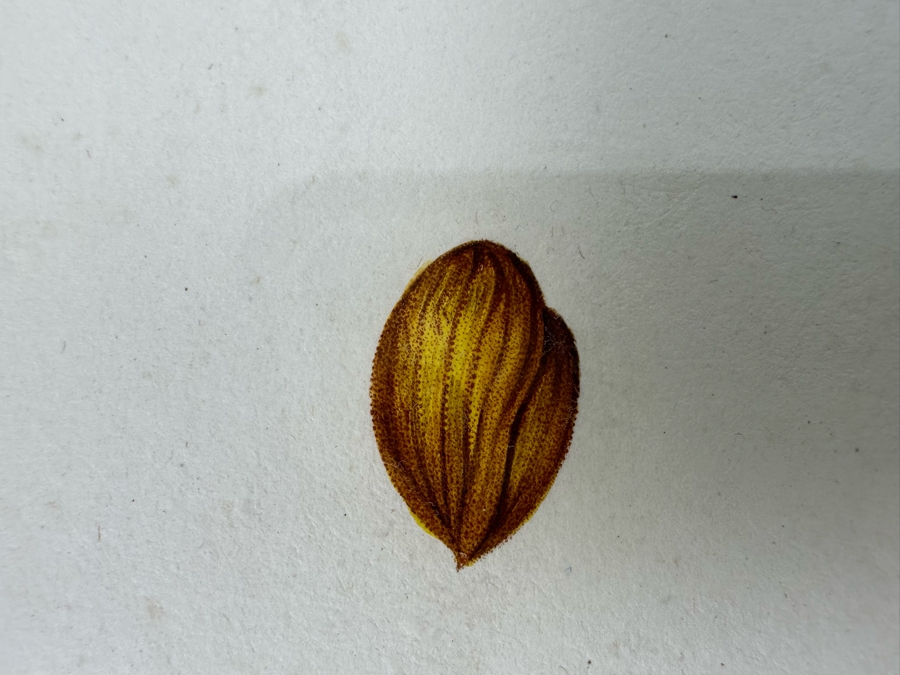 Giorgio Gallesio (1772-1839, Italian Botanist) Pomona Italiana, Ossia Trattato Degli Alberi Fruttiferi (Treatise On Fruit Trees) Original Antique Hand-Colored Engraving From Folio Incl Text Describing Fruit Framed 13.5 X 19 RARE $600+ [Photo 10]