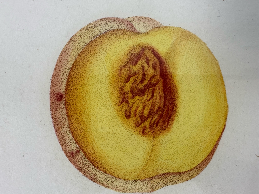 Giorgio Gallesio (1772-1839, Italian Botanist) Pomona Italiana, Ossia Trattato Degli Alberi Fruttiferi (Treatise On Fruit Trees) Original Antique Hand-Colored Engraving From Folio Incl Text Describing Fruit Framed 13.5 X 19 RARE $600+ [Photo 8]