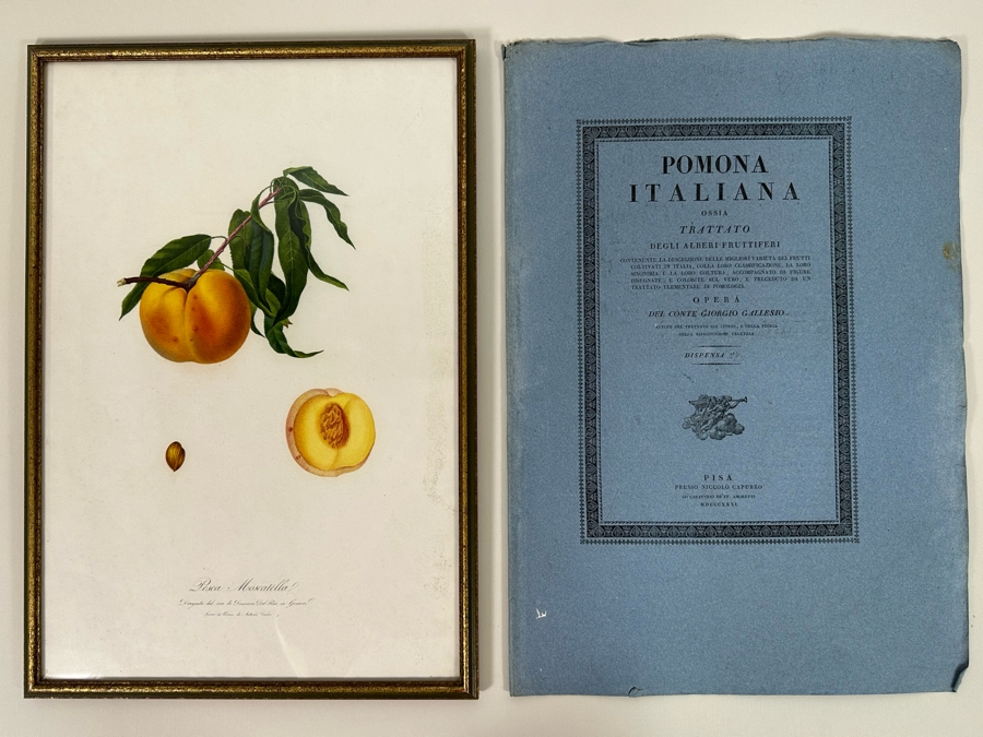 Giorgio Gallesio (1772-1839, Italian Botanist) Pomona Italiana, Ossia Trattato Degli Alberi Fruttiferi (Treatise On Fruit Trees) Original Antique Hand-Colored Engraving From Folio Incl Text Describing Fruit Framed 13.5 X 19 RARE $600+ [Photo 3]