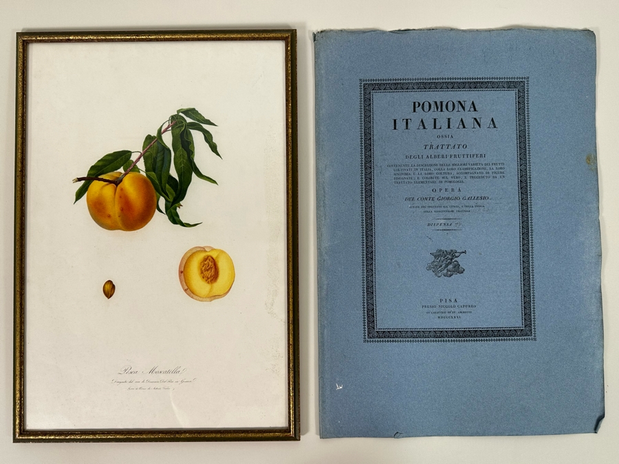 Giorgio Gallesio (1772-1839, Italian Botanist) Pomona Italiana, Ossia Trattato Degli Alberi Fruttiferi (Treatise On Fruit Trees) Original Antique Hand-Colored Engraving From Folio Incl Text Describing Fruit Framed 13.5 X 19 RARE $600+ [Photo 2]