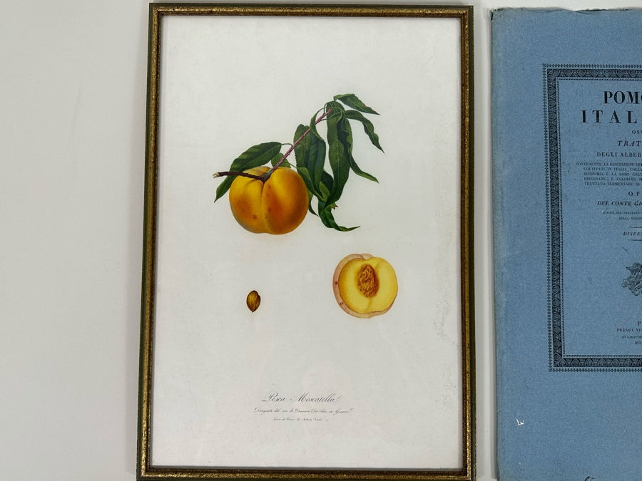 Giorgio Gallesio (1772-1839, Italian Botanist) Pomona Italiana, Ossia Trattato Degli Alberi Fruttiferi (Treatise On Fruit Trees) Original Antique Hand-Colored Engraving From Folio Incl Text Describing Fruit Framed 13.5 X 19 RARE $600+ [Photo 4]