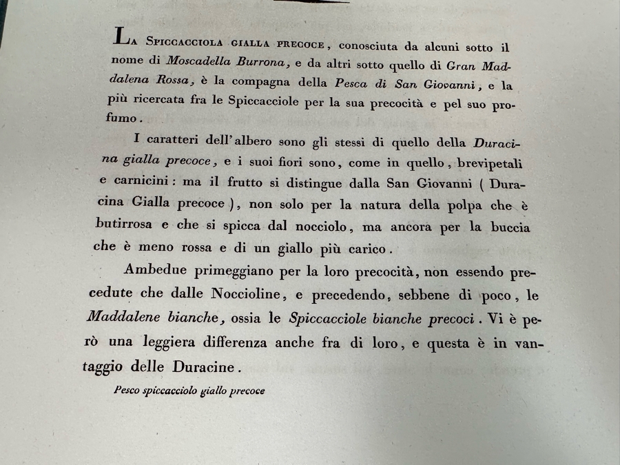 Giorgio Gallesio (1772-1839, Italian Botanist) Pomona Italiana, Ossia Trattato Degli Alberi Fruttiferi (Treatise On Fruit Trees) Original Antique Hand-Colored Engraving From Folio Incl Text Describing Fruit Framed 13.5 X 19 RARE $600+ [Photo 19]