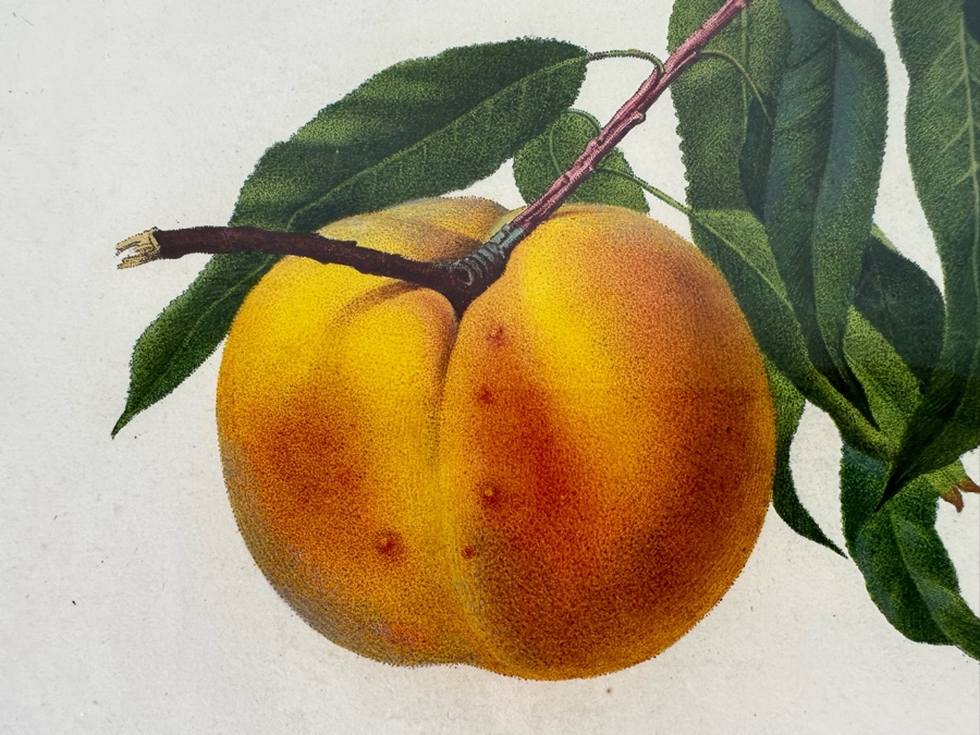 Giorgio Gallesio (1772-1839, Italian Botanist) Pomona Italiana, Ossia Trattato Degli Alberi Fruttiferi (Treatise On Fruit Trees) Original Antique Hand-Colored Engraving From Folio Incl Text Describing Fruit Framed 13.5 X 19 RARE $600+ [Photo 6]