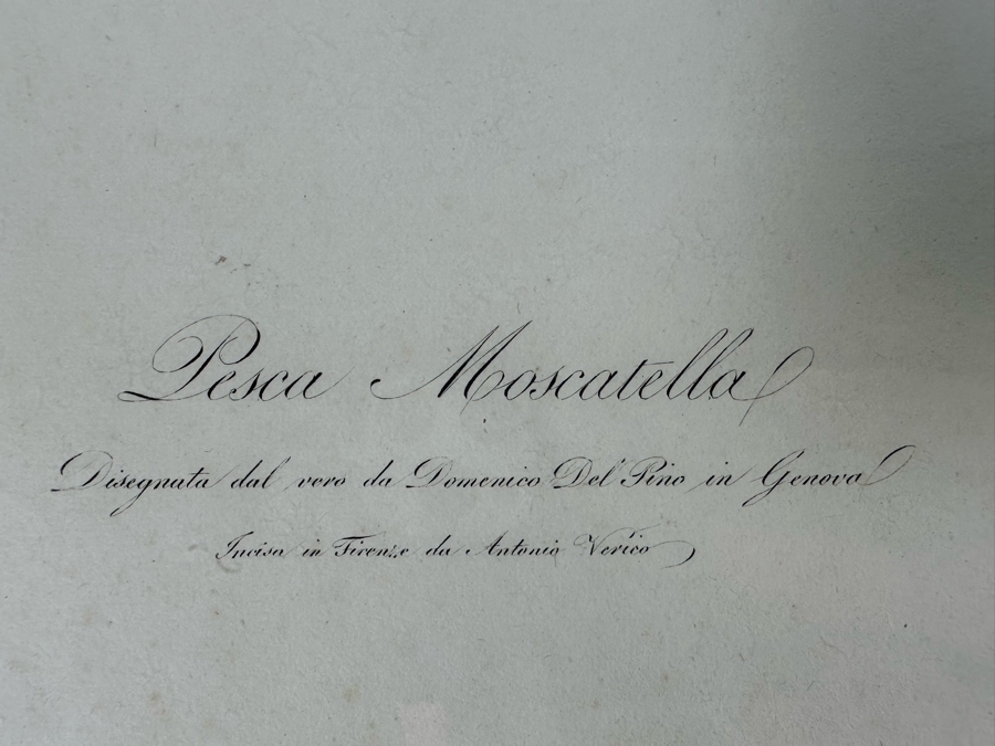 Giorgio Gallesio (1772-1839, Italian Botanist) Pomona Italiana, Ossia Trattato Degli Alberi Fruttiferi (Treatise On Fruit Trees) Original Antique Hand-Colored Engraving From Folio Incl Text Describing Fruit Framed 13.5 X 19 RARE $600+ [Photo 11]