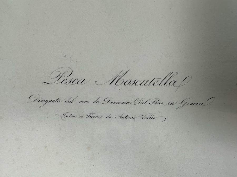 Giorgio Gallesio (1772-1839, Italian Botanist) Pomona Italiana, Ossia Trattato Degli Alberi Fruttiferi (Treatise On Fruit Trees) Original Antique Hand-Colored Engraving From Folio Incl Text Describing Fruit Framed 13.5 X 19 RARE $600+ [Photo 18]