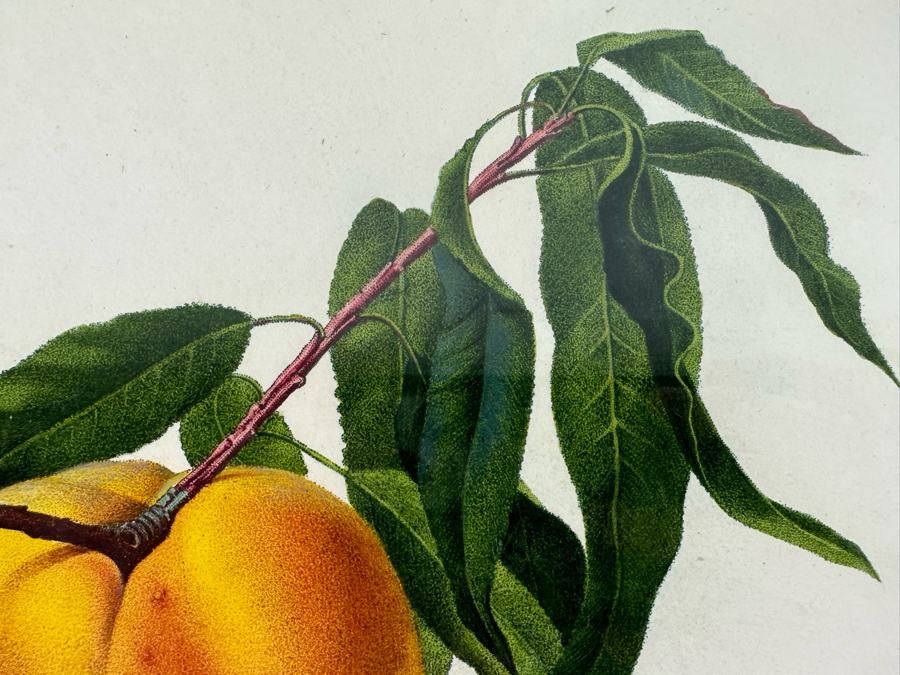 Giorgio Gallesio (1772-1839, Italian Botanist) Pomona Italiana, Ossia Trattato Degli Alberi Fruttiferi (Treatise On Fruit Trees) Original Antique Hand-Colored Engraving From Folio Incl Text Describing Fruit Framed 13.5 X 19 RARE $600+ [Photo 7]